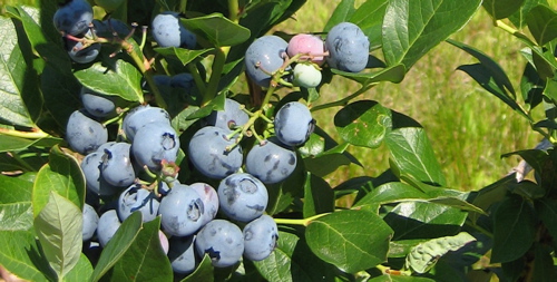 blueberry_crop.jpg