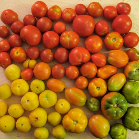 gradient_tomatoes.jpg