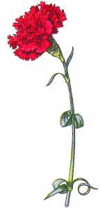 carnation