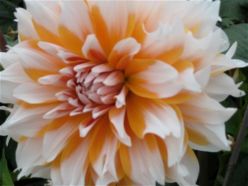 White and orange flower.