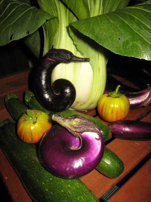 A selection of eggplants, along with some zucchini and bok choi.