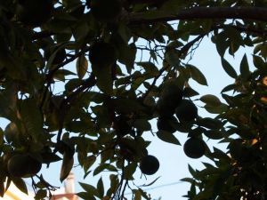 The square was shaded by orange trees.