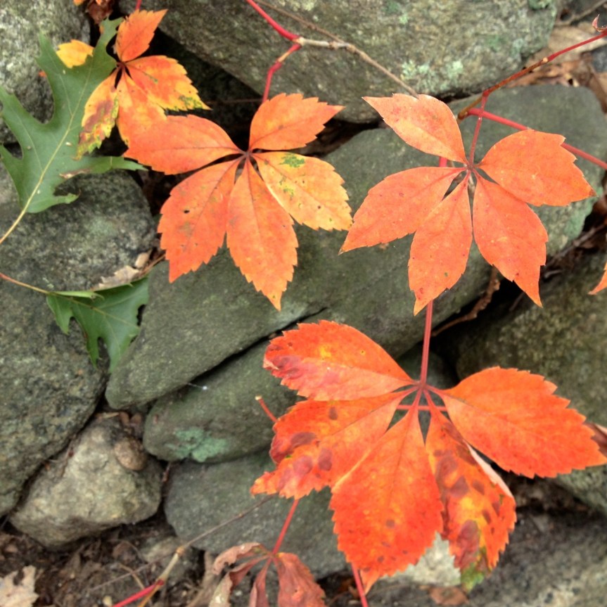 orange leaves