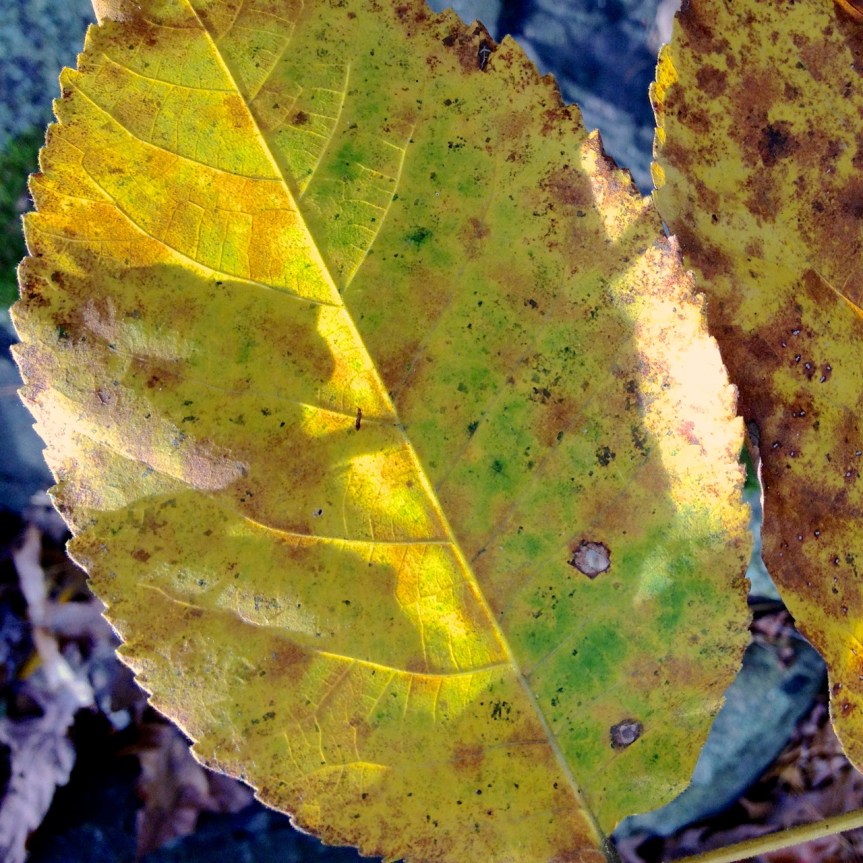 yellowish leaf