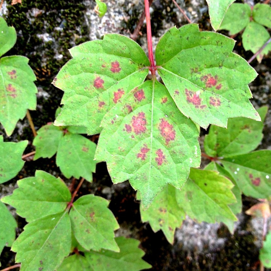 green and red spotted leaves