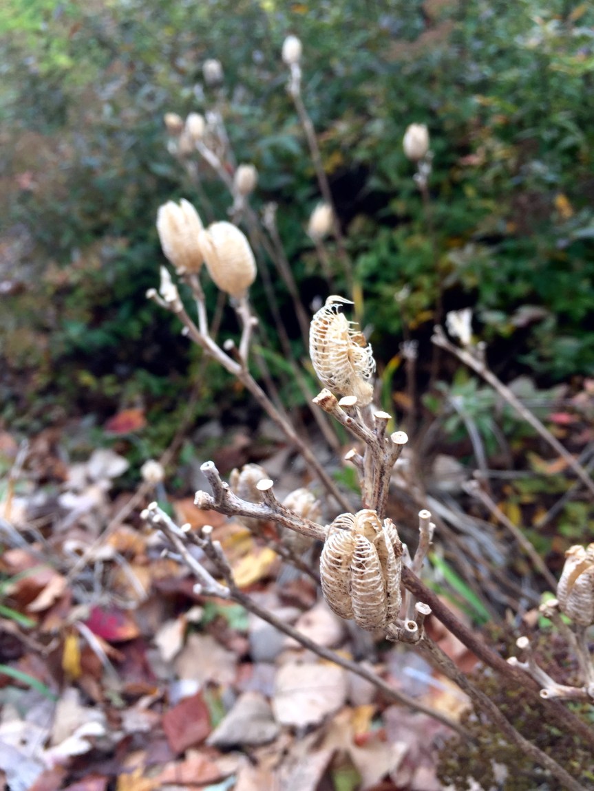 lily-seed-pods