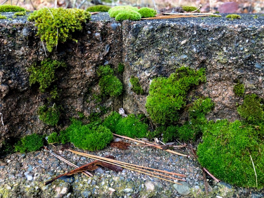 cliff-garden-moss