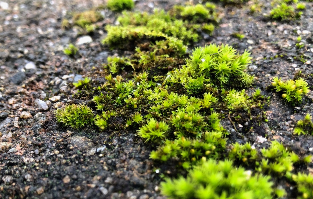 first-moss