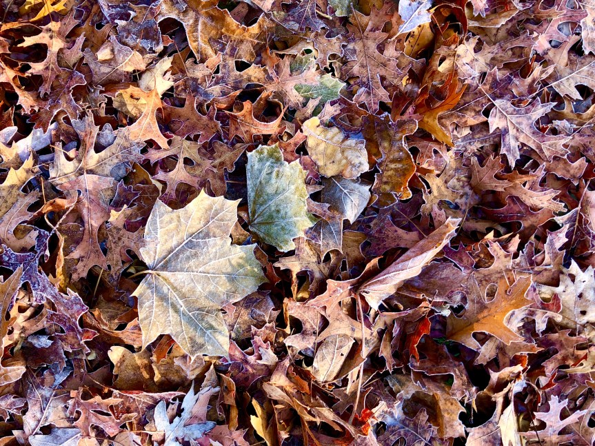 frost-outlined-leaves1