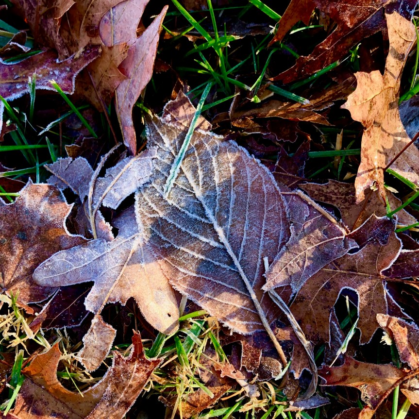 frost-outlined-leaves3