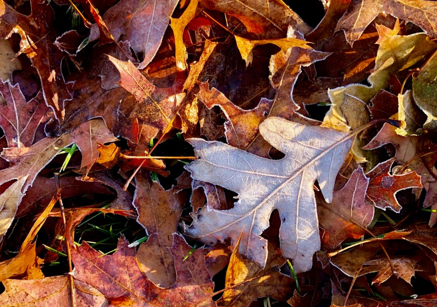 frost-outlined-leaves5