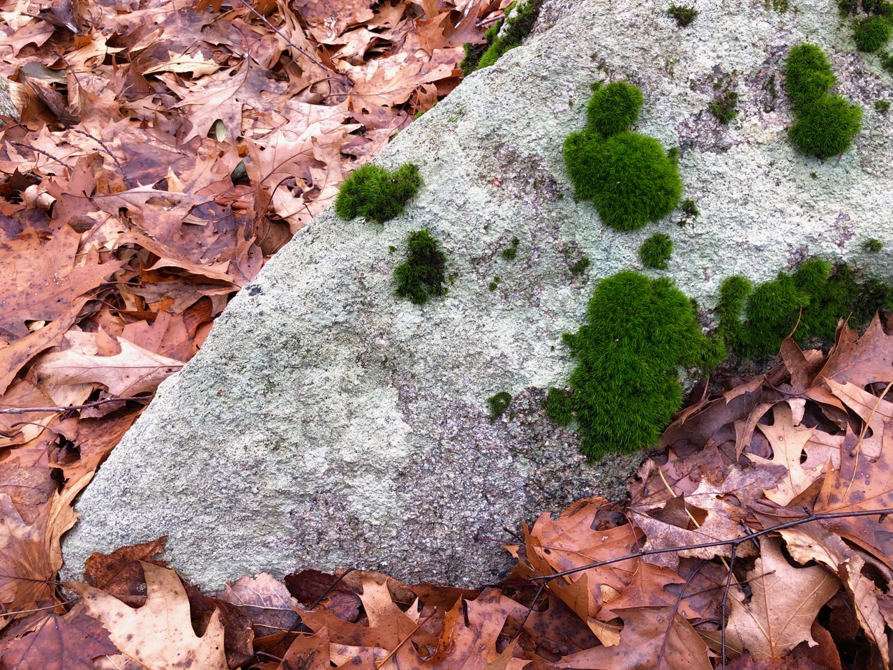 moss-rock