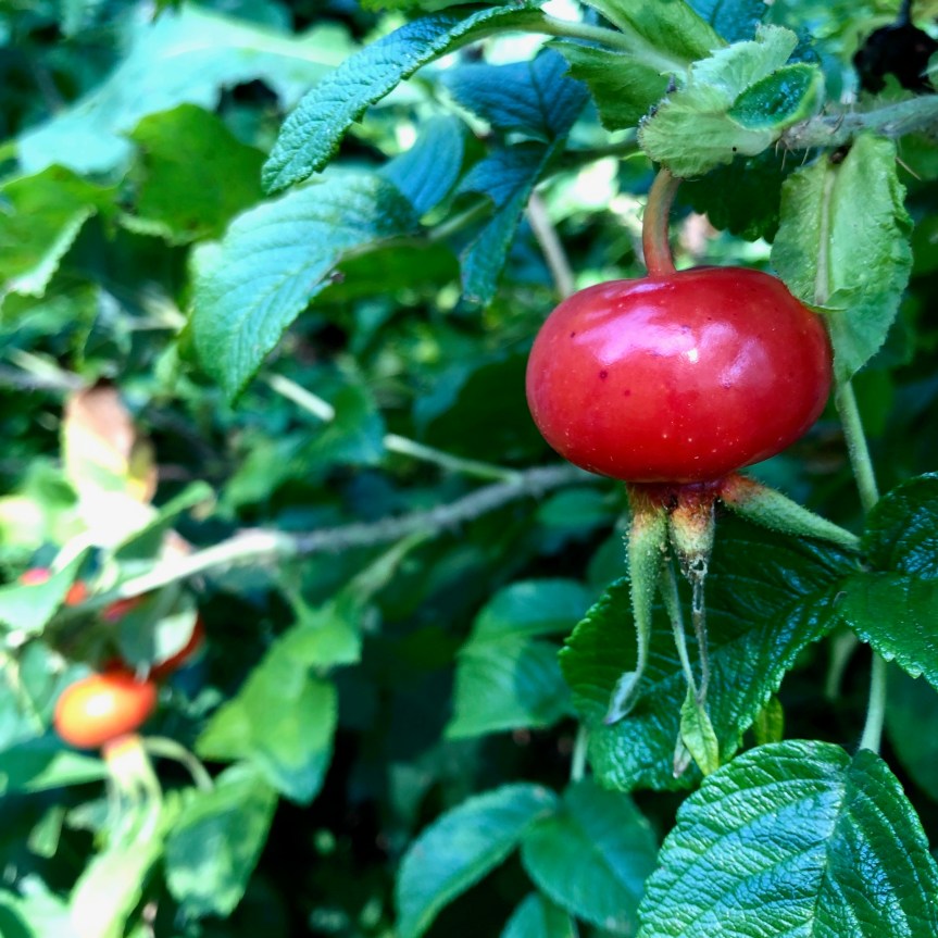 rosehip-aug