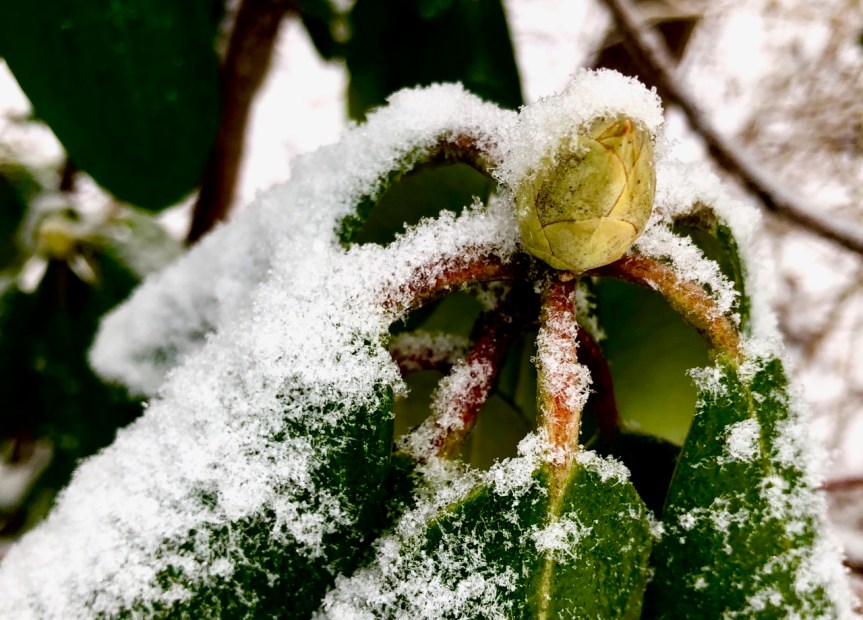 rhododendron-bud-snow