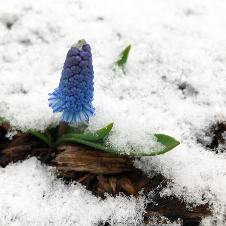 hyacinth-snow