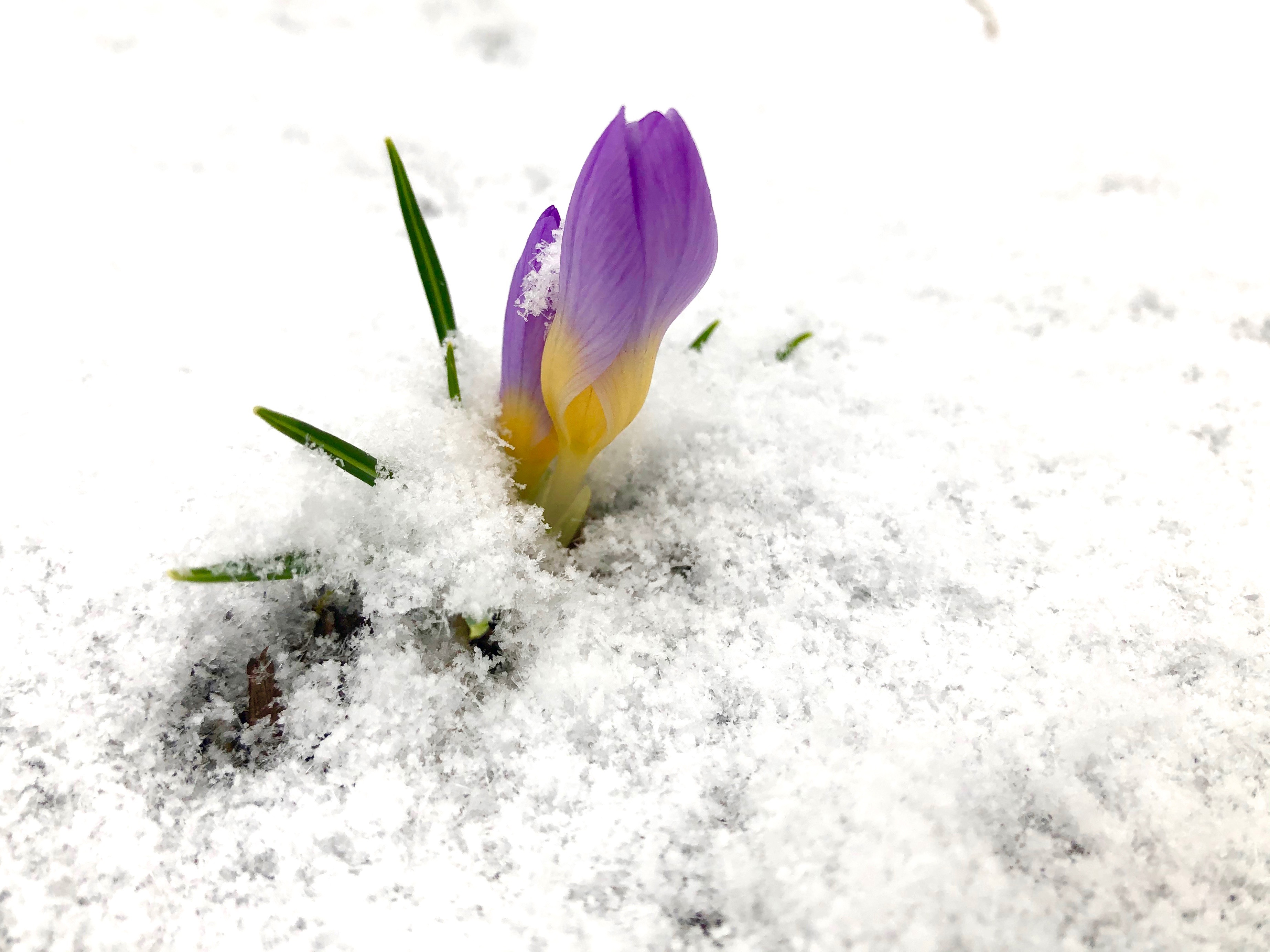 purple-crocus-snow