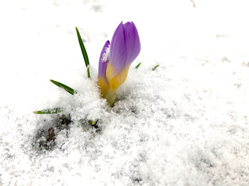 purple-crocus-snow