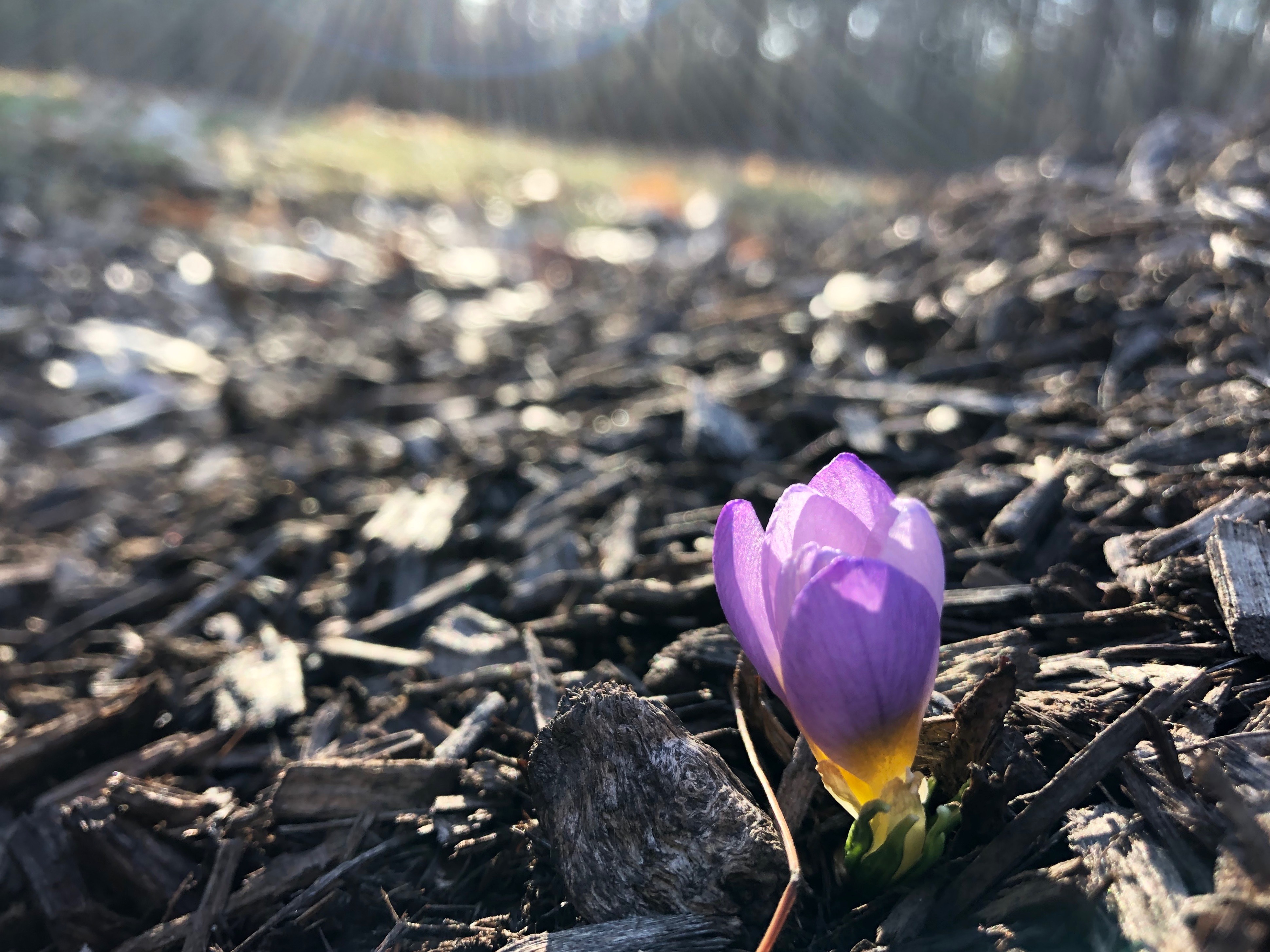 purple-crocus