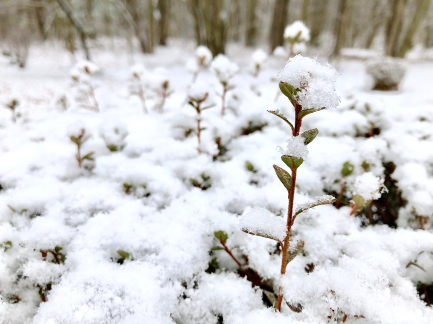 shrubbery-snow