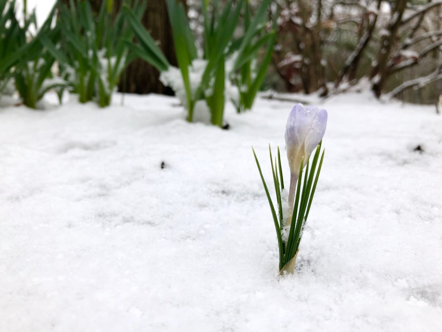 white-crocus-snow