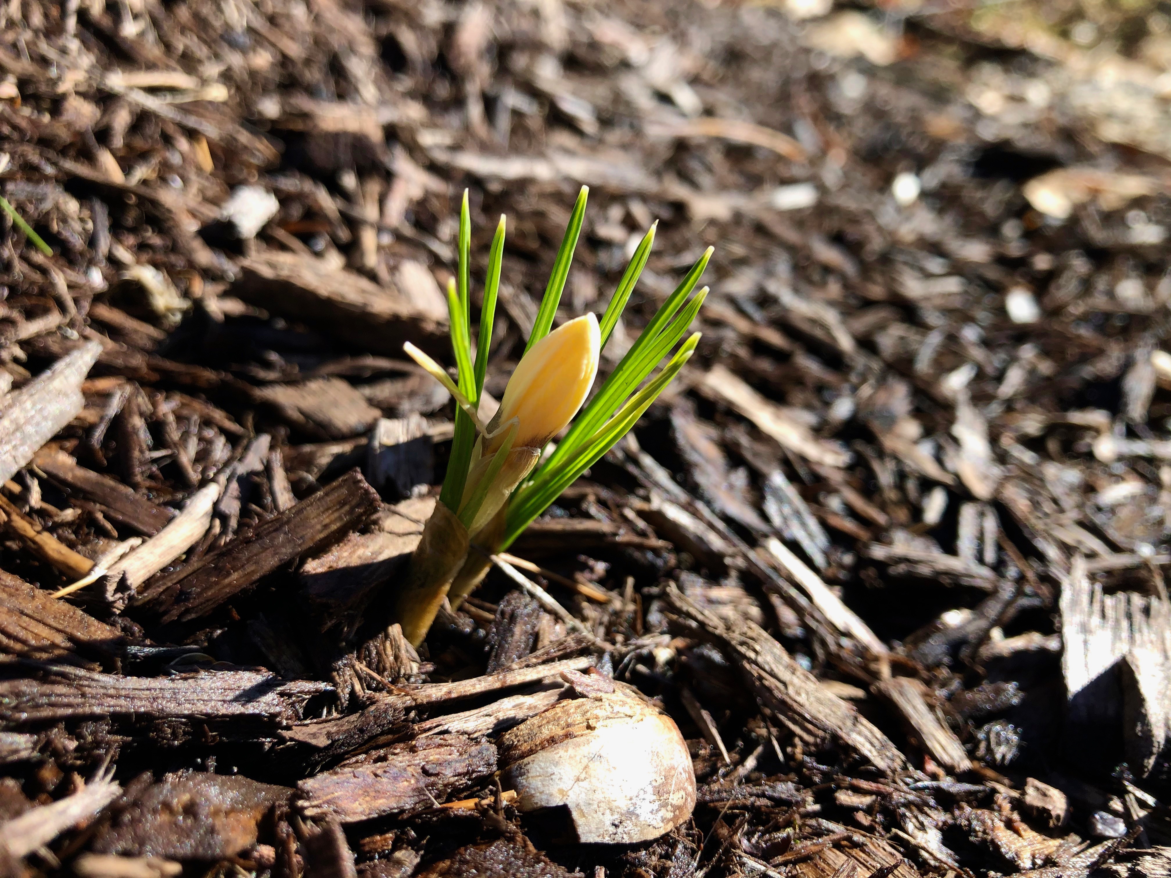 yellow-crocus-bud