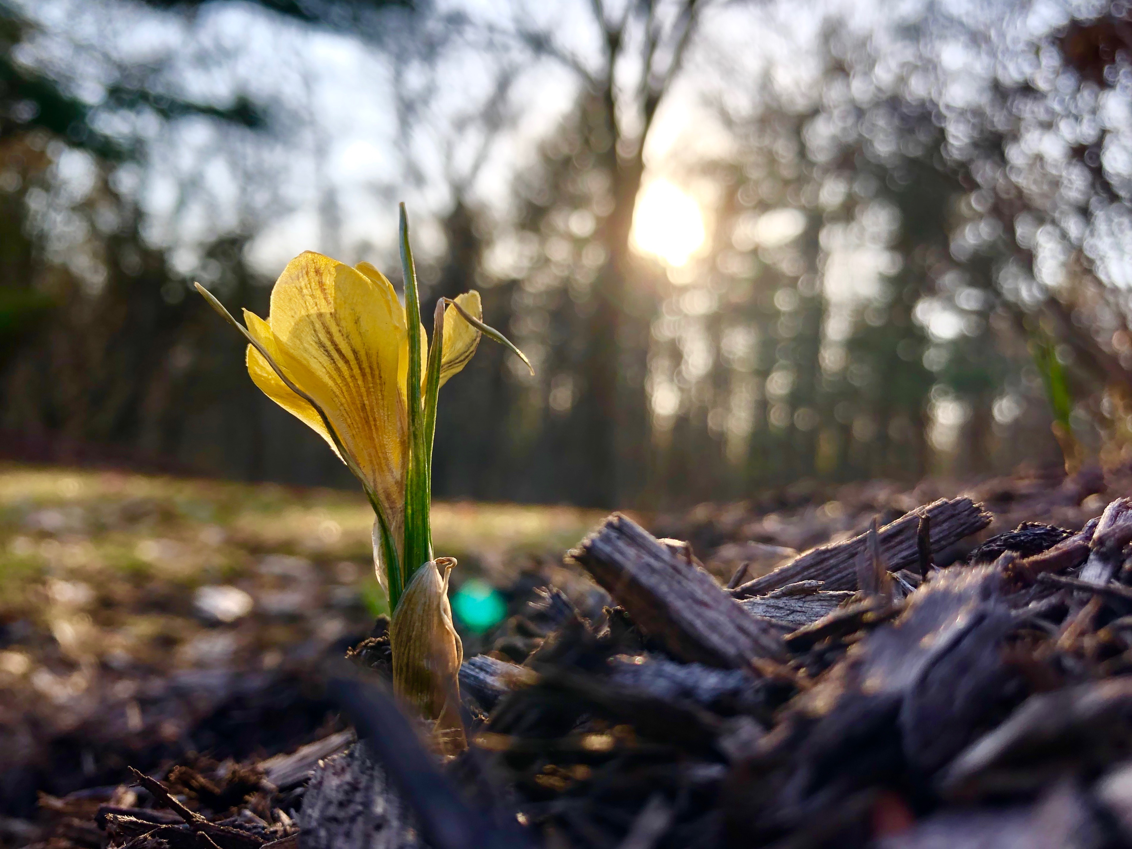 yellow-crocus-in-sun